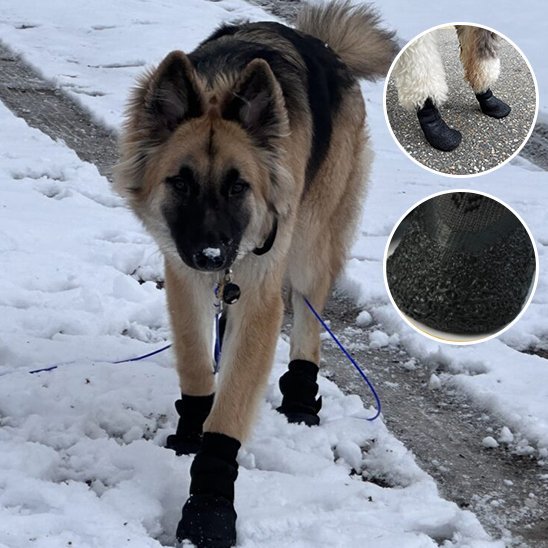 Chaussures chien | PawLuxe - My premium dog