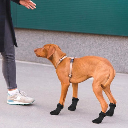 Chaussures chien | PawLuxe - My premium dog