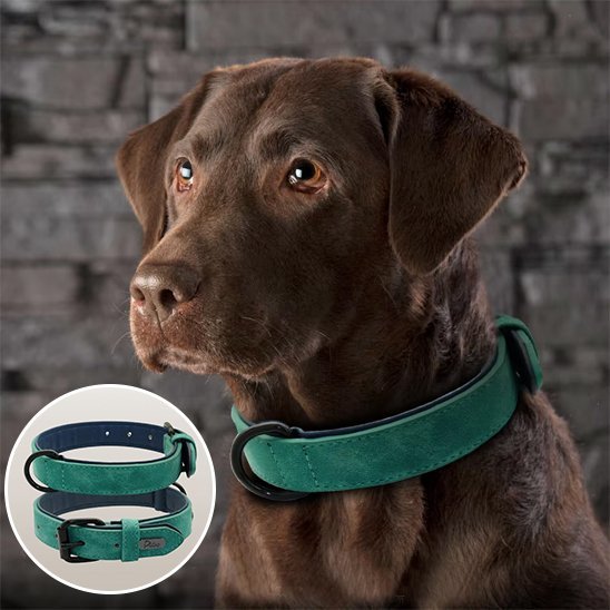 Collier chien | Confort Premium - My premium dog