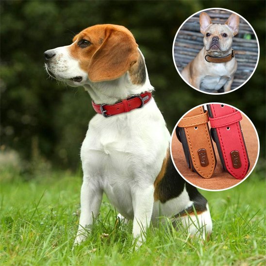 Collier chien | Confort Premium - My premium dog