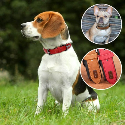Collier chien | Confort Premium - My premium dog