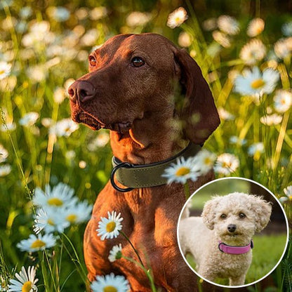 Collier chien | Confort Premium - My premium dog