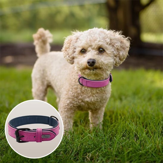 Collier chien | Confort Premium - My premium dog