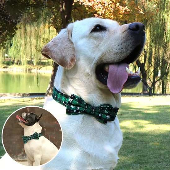 Collier chien | Élégance Durable - My premium dog