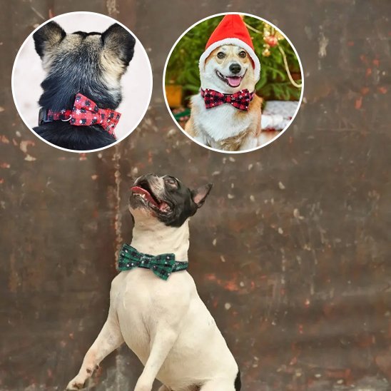 Collier chien | Élégance Durable - My premium dog