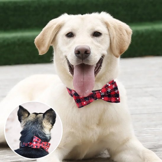 Collier chien | Élégance Durable - My premium dog