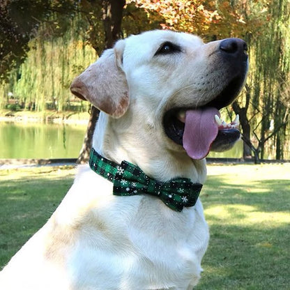 Collier chien | Élégance Durable - My premium dog