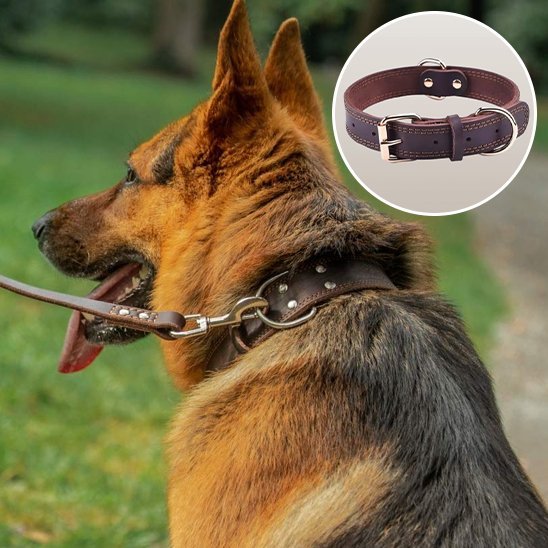 Collier chien | Résistant & Stylé - My premium dog
