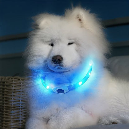 Collier lumineux chien | Sécurité Nocturne - My premium dog