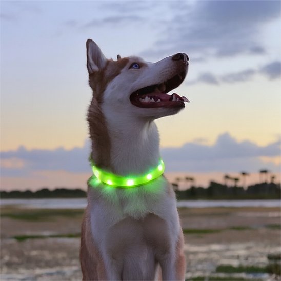 Collier lumineux chien | Sécurité Nocturne - My premium dog
