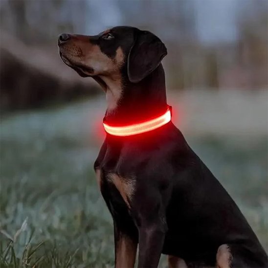 Collier lumineux pour chien | NightSafe - My premium dog