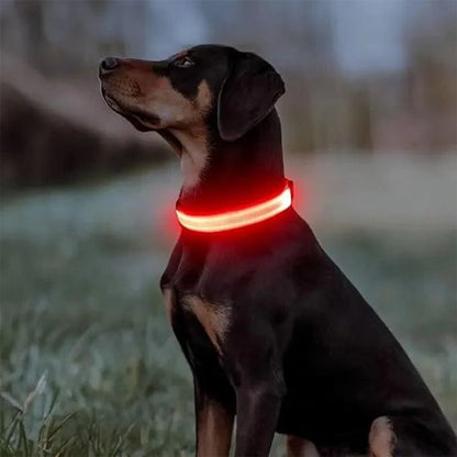 Collier lumineux pour chien | NightSafe - My premium dog