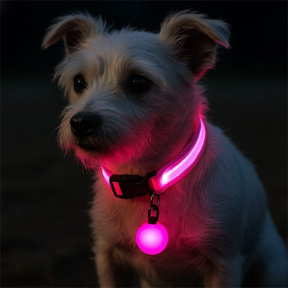 Collier lumineux pour chien