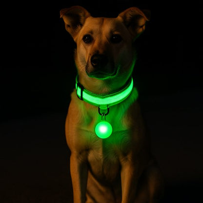 Collier lumineux pour chien