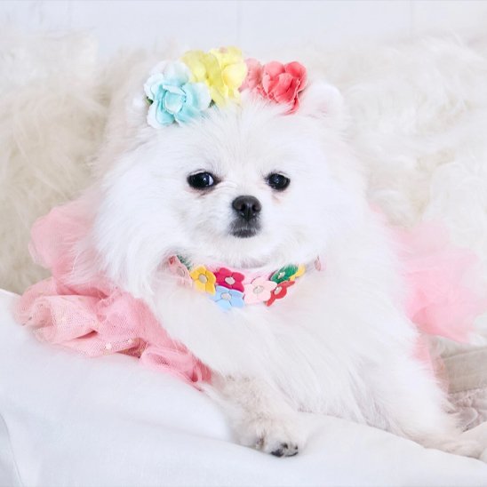 Collier pour chien | Mignonnerie Canine - My premium dog