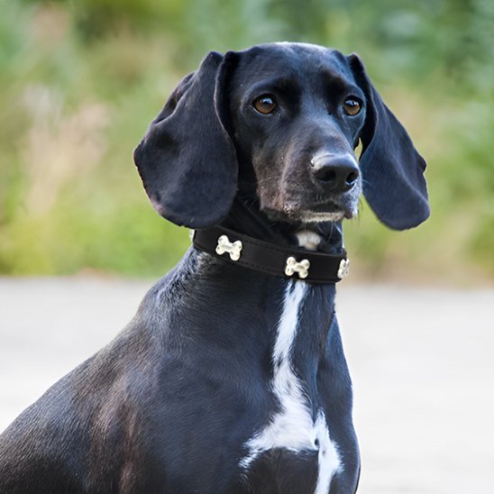 Collier pour chien | Robuste & Stylé - My premium dog