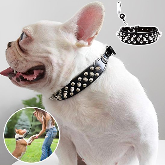 Collier pour chien | Robuste & Stylé - My premium dog