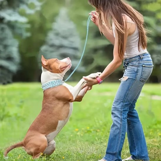 Collier pour chien | Robuste & Stylé - My premium dog