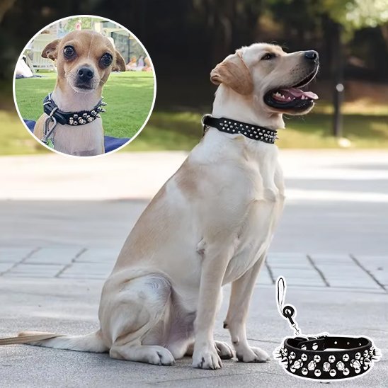 Collier pour chien | Robuste & Stylé - My premium dog