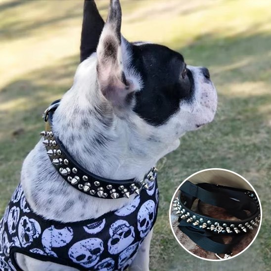 Collier pour chien | Robuste & Stylé - My premium dog