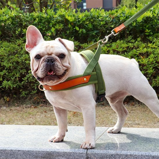 Harnais Chien anti traction | ComfortWalk - My premium dog