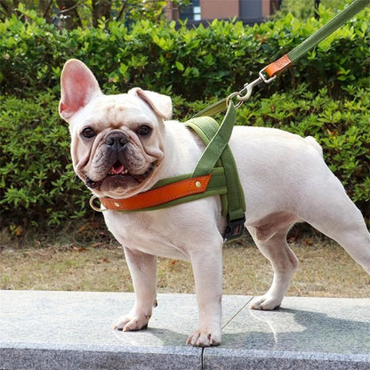 Harnais Chien anti traction | ComfortWalk - My premium dog