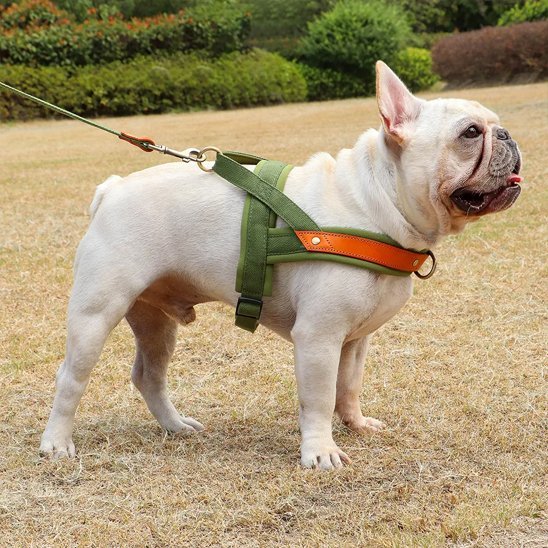 Harnais Chien anti traction | ComfortWalk - My premium dog