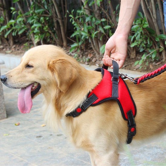 Harnais pour chien | Confort Sécurisé - My premium dog