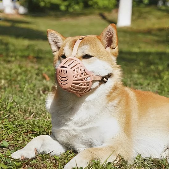 Muselière pour chien