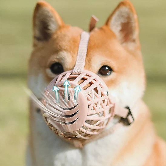 Muselière pour chien